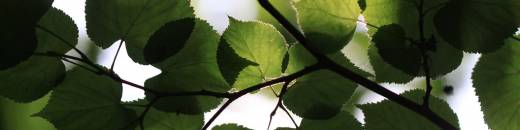 Green Leaves