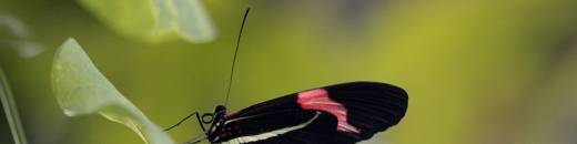 Madame Butterfly